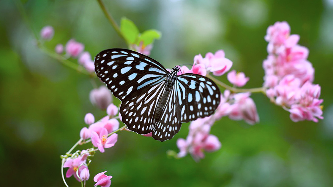 Arthropod example, butterfly with blue wings.