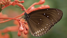 Arthropod Appreciation Day image showing a butterfly