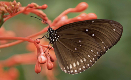 Arthropod Appreciation Day image showing a butterfly
