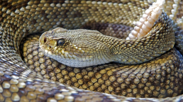 Picture for snake venom toxin article of an Australian snake.