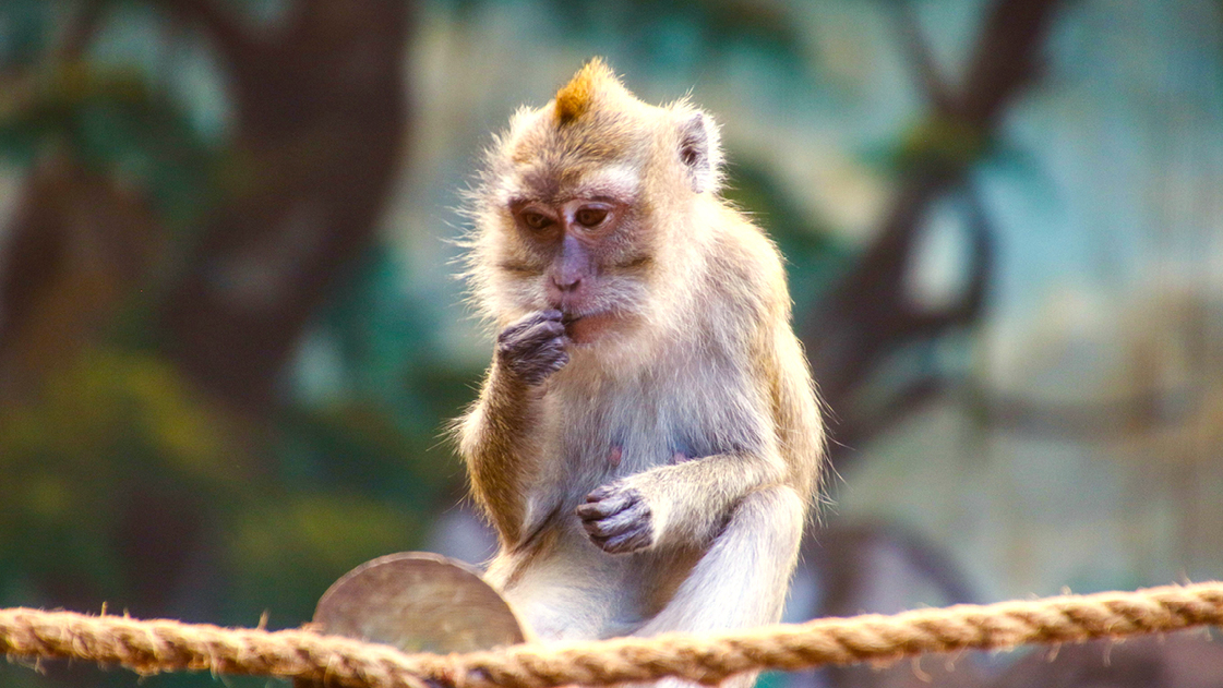 Macaque for HCMV vaccine development article