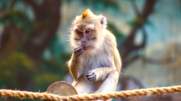 Macaque for HCMV vaccine development article
