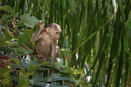 Macaque for HCMV vaccine development article