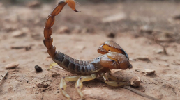 A scorpion raising its tail