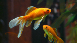 Goldfish swimming in water
