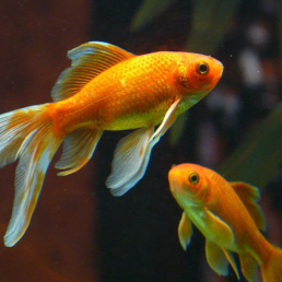 Goldfish swimming in water