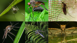 Invasive species of mosquitos.