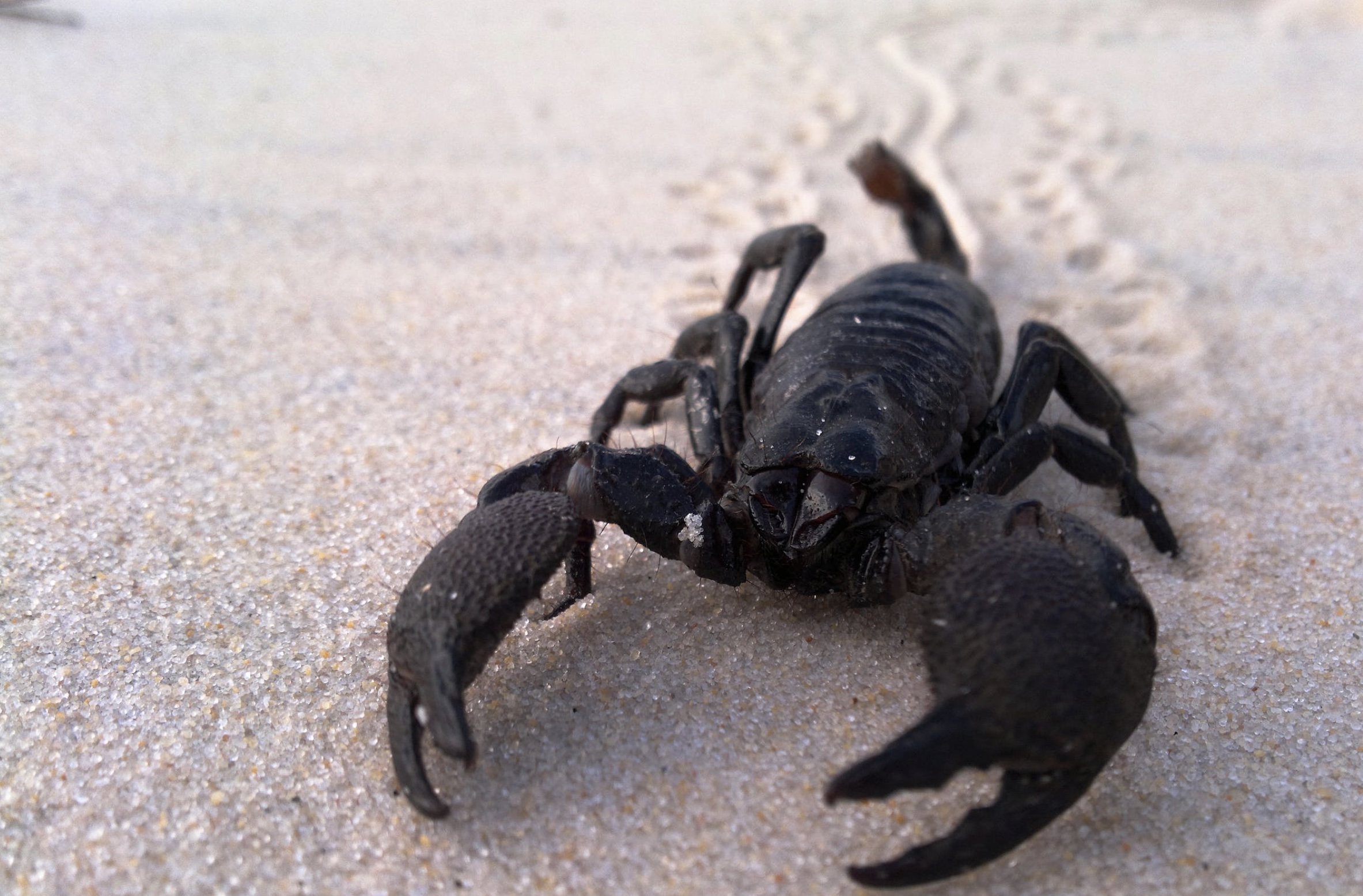 Scorpion Venom Has A Secret Ingredient: Acid