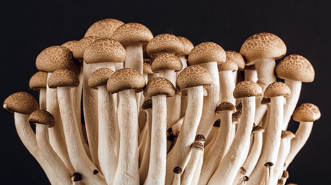 The Importance of Mushrooms - MDPI Blog