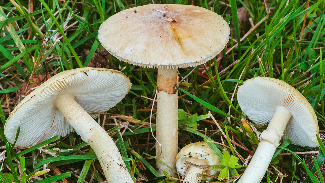 The death cap, one of the toxic mushrooms out there.