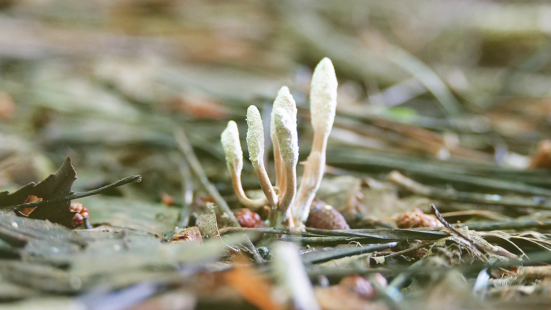 fungi image for jof article