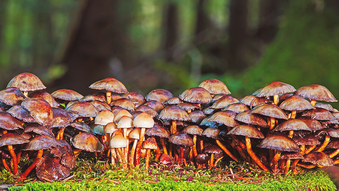 Mushrooms and mycelium uses