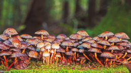 Mushrooms and mycelium uses