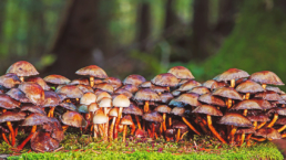 Mushrooms and mycelium uses