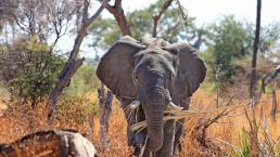 elephants eating