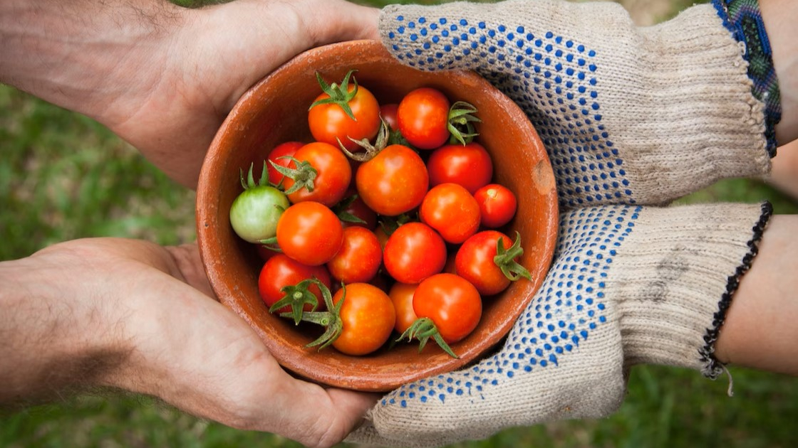 Two people holding a bowl of tomatoes showing the benefits of gardening