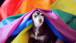 Puppy with pride flag