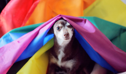 Puppy with pride flag