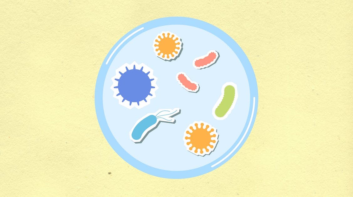 Gut microbiota