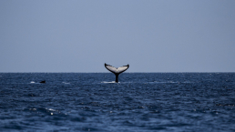 Surprising intelligence of whales