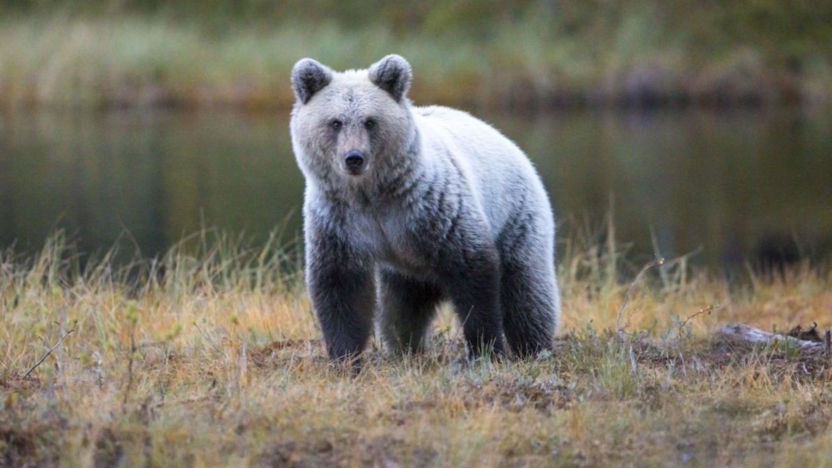 Finland brown bear