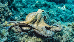octopus behaviour