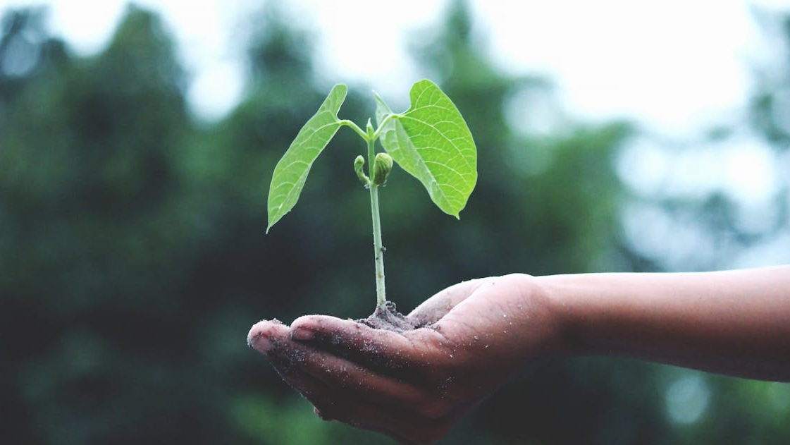 International Plant Health Day