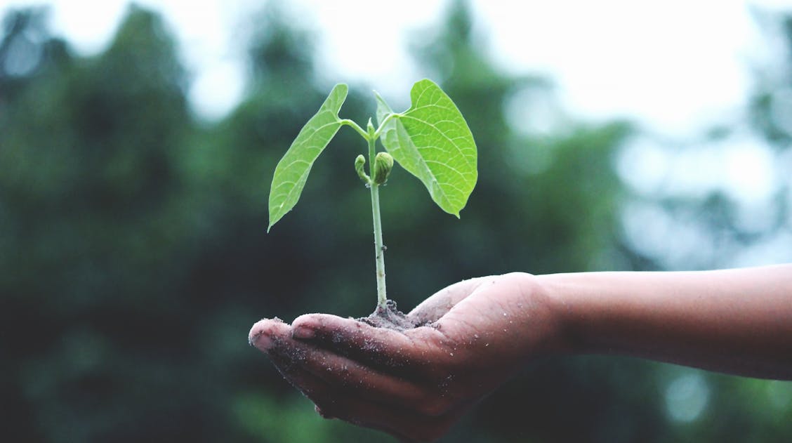 International Plant Health Day