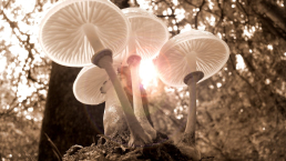Mushrooms gut health