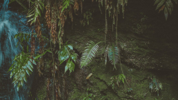 Fresh Water Fern