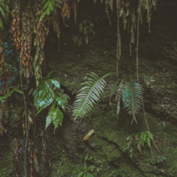 Fresh Water Fern