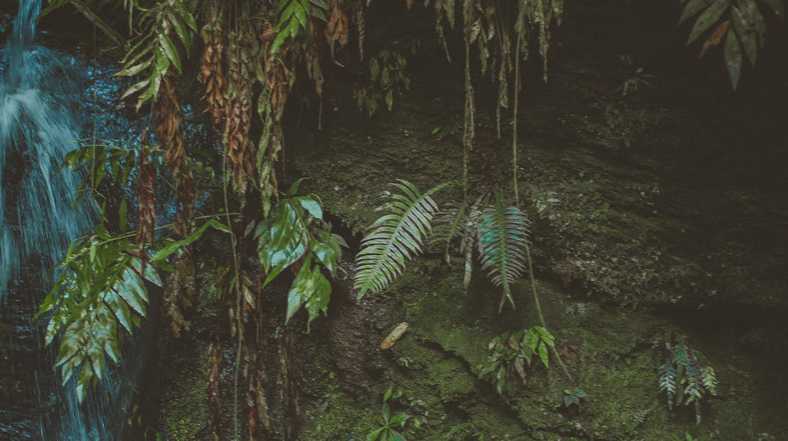 Fresh Water Fern