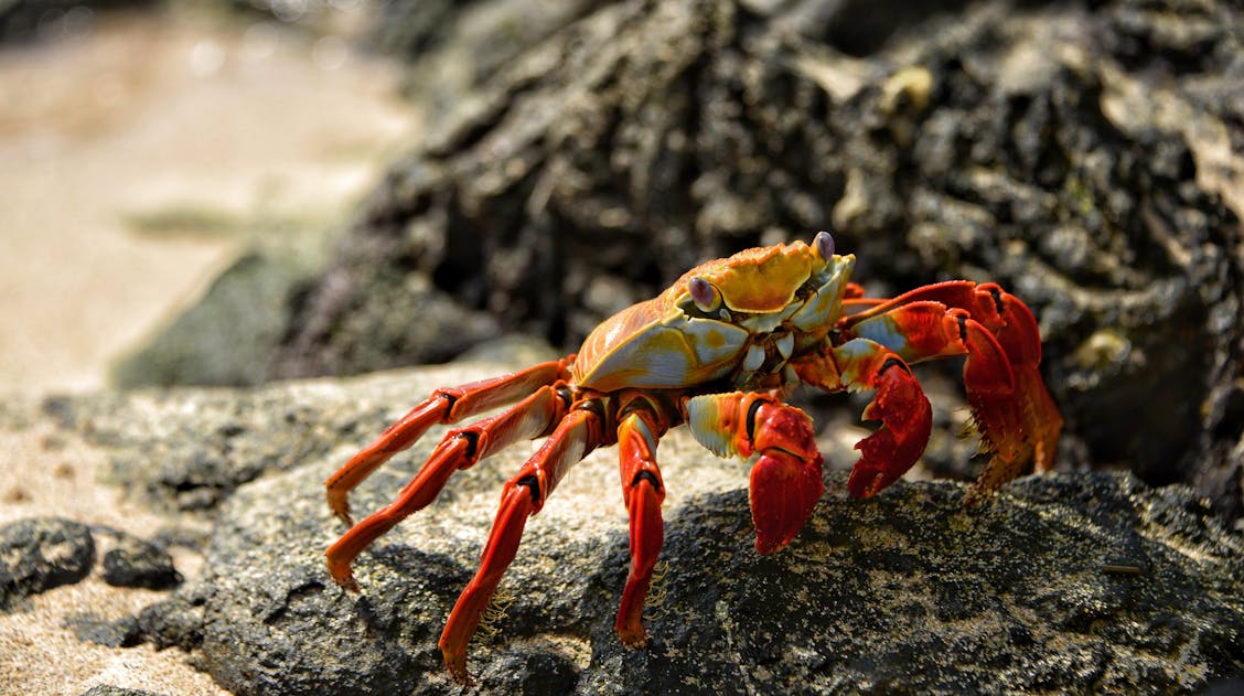 Animal Welfare: Analysing How Crab's Feel Pain - Mdpi Blog